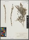 Foto von Salix purpurea L. x Salix viminalis L.
